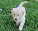 Small Photo #3 Golden Retriever Puppy For Sale in FRESNO, CA, USA