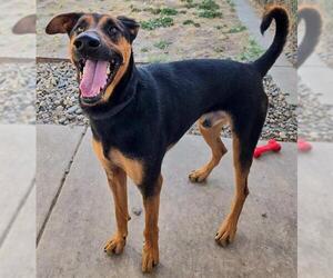 Doberman Pinscher-German Shepherd Dog Mix Dogs for adoption in Sacramento, CA, USA
