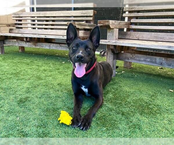 Medium Photo #3 Mutt Puppy For Sale in Orange, CA, USA