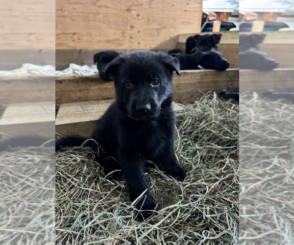 Medium Photo #3 German Shepherd Dog Puppy For Sale in Brewster, NY, USA