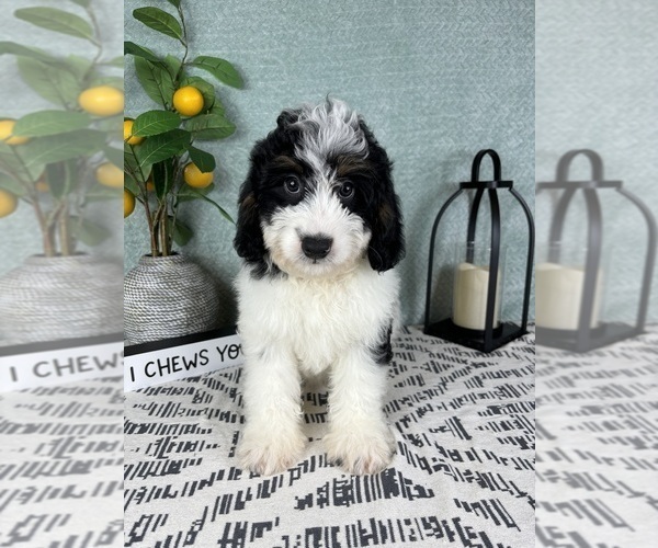 Medium Photo #3 Miniature Bernedoodle Puppy For Sale in FRANKLIN, IN, USA