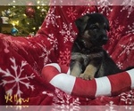 Small Photo #20 German Shepherd Dog Puppy For Sale in APACHE JUNCTION, AZ, USA
