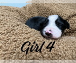 Small Photo #3 Border Collie Puppy For Sale in AND, SC, USA