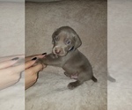 Small Photo #9 Weimaraner Puppy For Sale in DAVENPORT, IA, USA