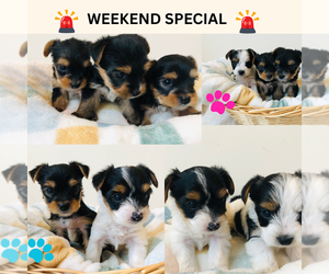 Yorkshire Terrier Puppy for sale in MILWAUKEE, WI, USA
