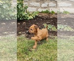 Small #4 Irish Terrier