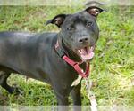 Small #1 Labrador Retriever Mix
