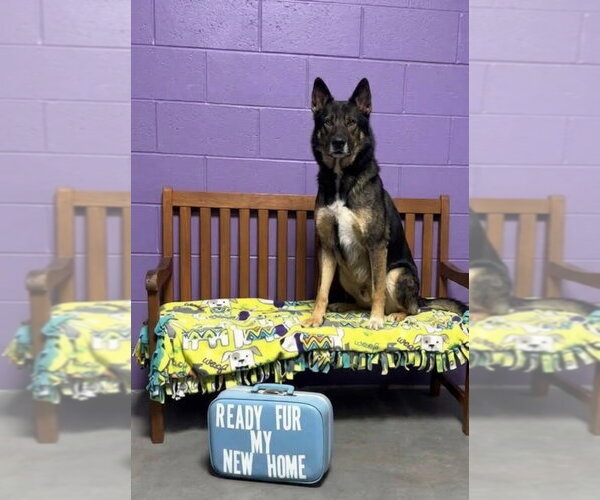 Medium Photo #3 Siberian Husky-Unknown Mix Puppy For Sale in Genesee, WI, USA