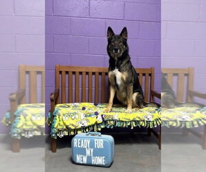 **TATE** - Male Siberian Husky-Unknown Mix Dog for Adoption - Photo #3