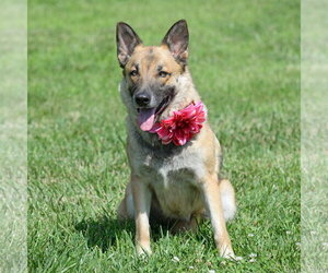 Piper *PENDING* - Female German Shepherd Dog Dog for Adoption - Photo #5