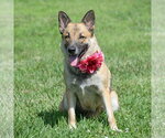 Small #4 German Shepherd Dog
