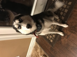 Siberian Husky Dogs for adoption in CROSBY, TX, USA