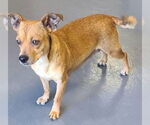 Small #3 Chihuahua Mix