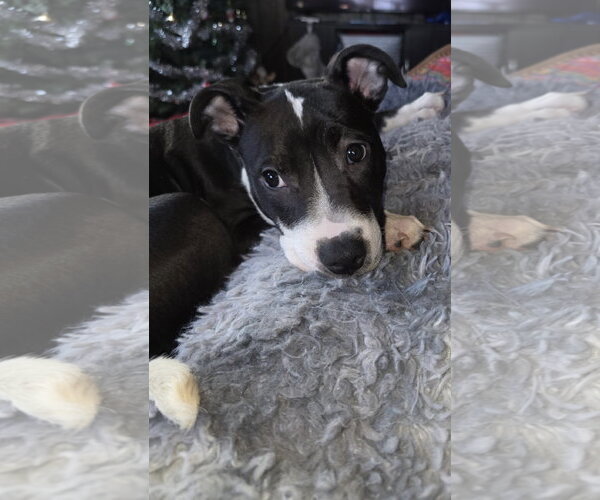 Medium Photo #1 Mutt Puppy For Sale in Princeton, MN, USA