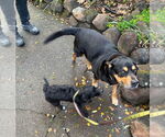 Small #3 Mutt