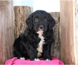 Goldendoodle Puppy for sale in FREDERICKSBG, OH, USA