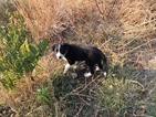 Small Photo #10 Border Collie Puppy For Sale in GUSTINE, CA, USA