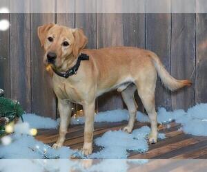 Labrador Retriever Dogs for adoption in West Valley, UT, USA