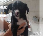 Small Mutt