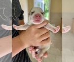 Small Photo #4 Pomsky-Siberian Husky Mix Puppy For Sale in WINDERMERE, FL, USA