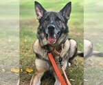 Small Photo #7 German Shepherd Dog Puppy For Sale in Centreville, VA, USA