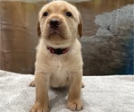 Small #12 Labrador Retriever