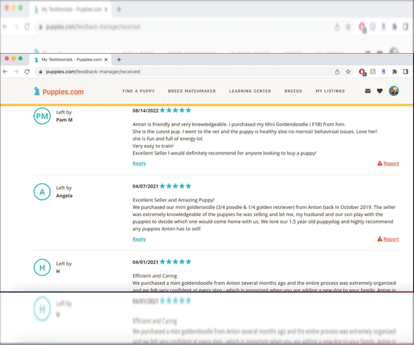 Medium Photo #3 Goldendoodle (Miniature) Puppy For Sale in MILWAUKEE, WI, USA