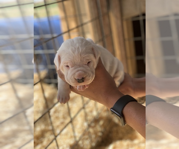 Medium Photo #1 Dogo Argentino Puppy For Sale in CLOVIS, NM, USA