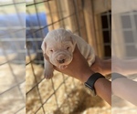 Small Photo #1 Dogo Argentino Puppy For Sale in CLOVIS, NM, USA