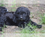 Small Photo #3 Bernedoodle Puppy For Sale in MIFFLINBURG, PA, USA