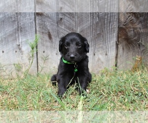 Gollie Puppy for sale in KINGSPORT, TN, USA