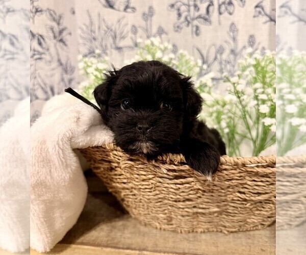 Medium Photo #1 ShihPoo Puppy For Sale in MOUNT OLIVE, NC, USA