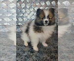 Small Photo #4 Pomeranian Puppy For Sale in GOSHEN, IN, USA