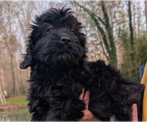 Medium Photo #1 Boykin Spaniel-Goldendoodle Mix Puppy For Sale in MORGANTON, NC, USA