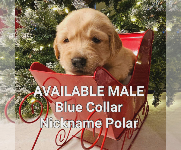 Medium Photo #3 Golden Retriever Puppy For Sale in TULARE, CA, USA