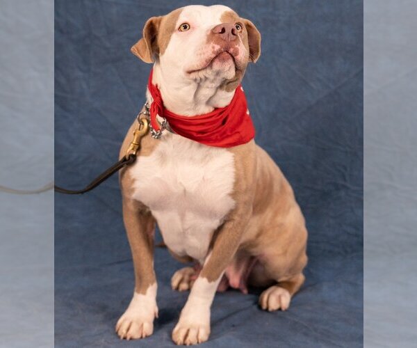 Medium Photo #4 American Staffordshire Terrier-Unknown Mix Puppy For Sale in Lake Forest, CA, USA