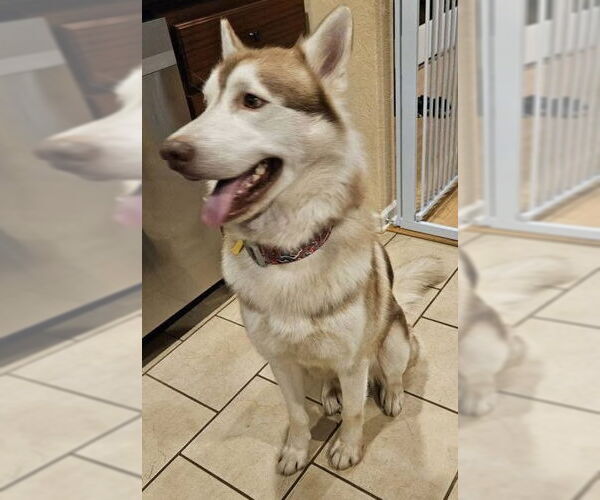 Medium Photo #3 Siberian Husky Puppy For Sale in Newfoundland, PA, USA