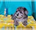 Small Photo #3 Goldendoodle-Poodle (Toy) Mix Puppy For Sale in BLACK FOREST, CO, USA