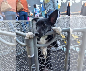 Ruth - Female Mutt Dog for Adoption - Photo #2