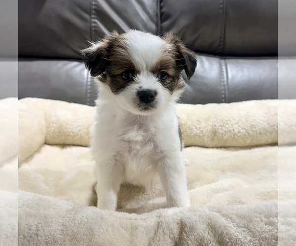 Medium Photo #12 Papillon Puppy For Sale in BELTON, MO, USA