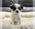Small #11 Papillon