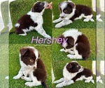 Image preview for Ad Listing. Nickname: Hershey