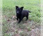 Small Photo #37 German Shepherd Dog Puppy For Sale in WEST POINT, VA, USA