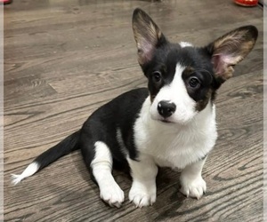 Pembroke Welsh Corgi Puppy for sale in PEYTON, CO, USA