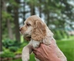 Small #2 Cocker Spaniel