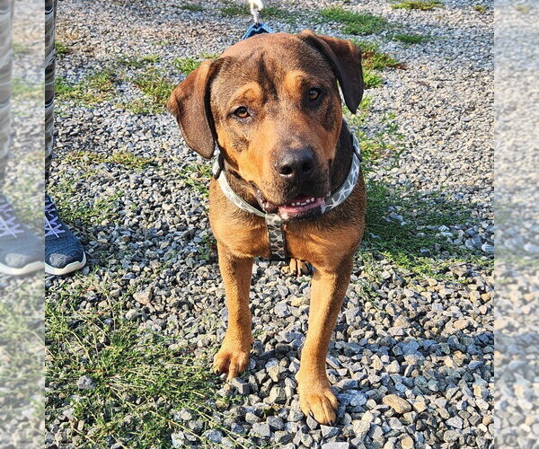 Medium Photo #1 Rottweiler Puppy For Sale in Walnutport, PA, USA