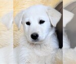 Small Labrador Retriever-Samoyed Mix