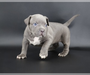 American Bully Puppy for sale in CHAMPAIGN, IL, USA