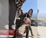 Small #9 French Bulldog