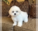 Teddy - Male Mal-Shi Puppy for Sale - Photo #8